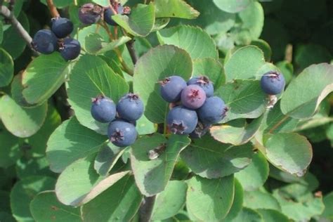 Enjoy The Fruit From The Serviceberry Tree