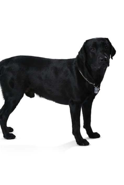 Black Labrador Retriever Puppy 1 Year Old Standing Isolated On White