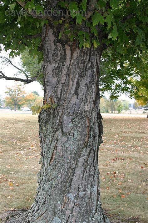 The sugar maple (hard maple, rock maple) is one of our largest and finest forest trees, growing to a feet with a diameter of 2 or more feet. PlantFiles Pictures: Sugar Maple (Acer saccharum) by melody