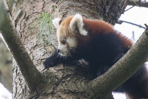 Two Endangered Red Pandas Born At Paignton Zoo Paignton Zoo