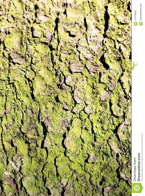 The Green Bark Of A Tree Is A Spruce Texture Stock Photo Image Of