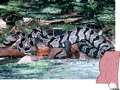 Canebrake Rattlesnake Burmese Python Clipart Large Size Png Image