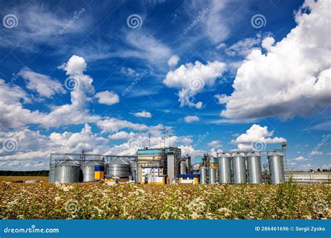 Agricultural Silos On The Background Of Flowering Buckwheat Storage