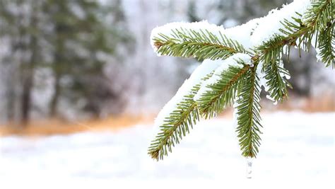 Pine Tree Branch With Snow On It And Snowing Int He Background Plenty