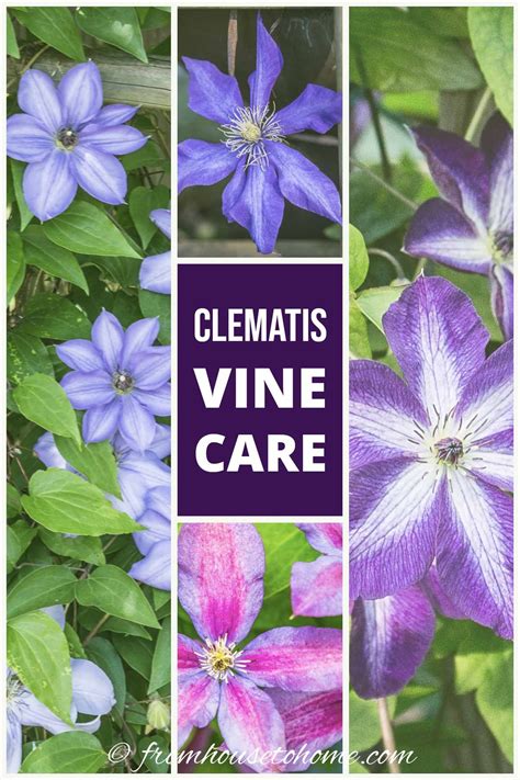 Clematis Is An Easy To Grow Perennial Vine That Thrives In Part Shade