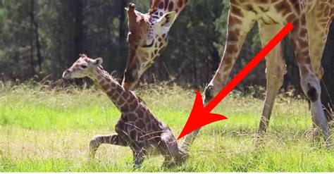 Baby Giraffe Tries Out His New Legs Just Moments After Birth