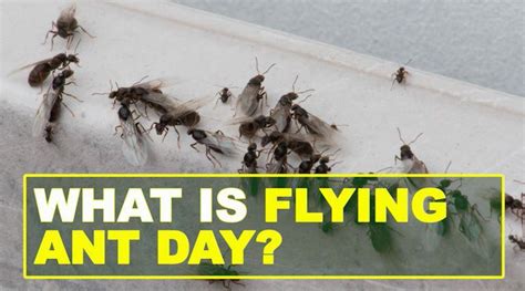 Flying Ant Day Arrives In Plymouth With Swarms Of Insects Spotted