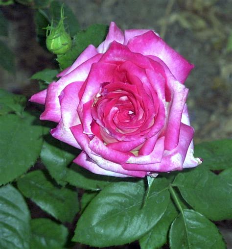 You're reviewing:rose hybrid tea kordes perfecta. PlantFiles Pictures: Hybrid Tea Rose 'Kordes Perfecta ...