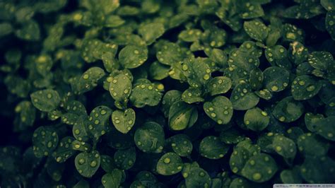 Free Download Dark Green Plant Wallpaper 1920x1080 Dark Green Plant