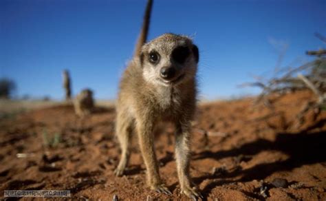 Bbc Nature Meerkat Videos News And Facts