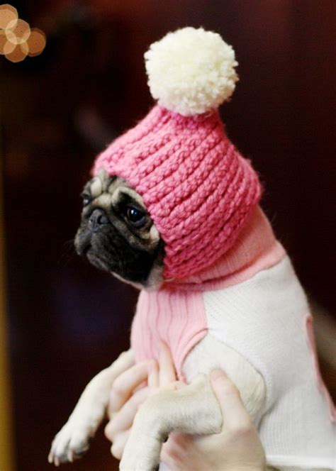 Fitzy Needs One Puppy Hats Cute Animals Cute Pugs