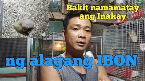 Bakit Namamatay Ang Inakay Ng Alagang Ibon Youtube