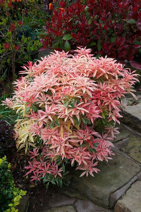 Flowering Evergreen Shrubs Zone 6 85 Best Images About Great Shrubs