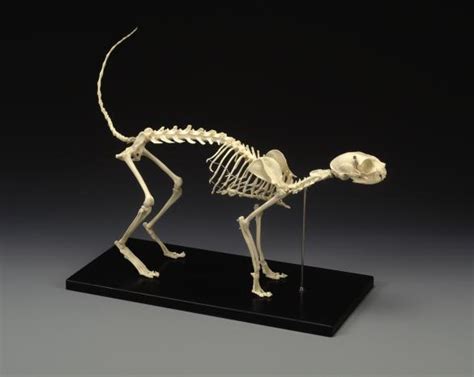 Cat Skeleton Complete Anatomical Feline