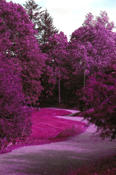 Purple Nature By Pinkillusjon On Deviantart