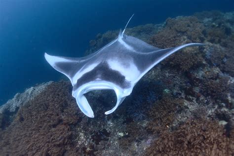 Not Awful Uw Photos Reef Manta Ray In Species Set