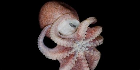 North Atlantic Octopus Octolab Tv