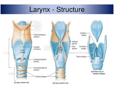 Bi A Lab Larynx Diagram Quizlet