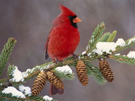 Free Red Bird Winter Wallpaper Wallpapersafari