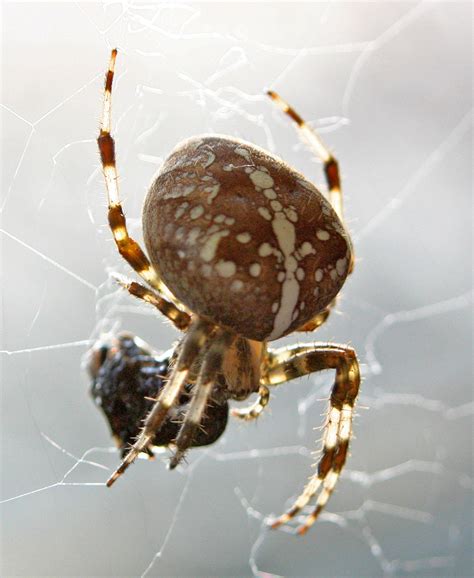 Filegarden Spider 1674092514