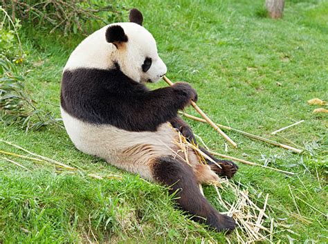 Panda Side View Stock Photos Pictures And Royalty Free Images Istock