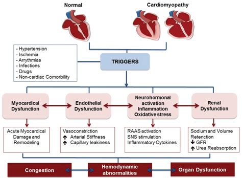 Emerging Concepts In Acute Heart Failure From The Pathophysiology To