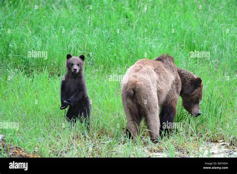 female grizzly bear and her spring cub ursus arctos horribilis khutzeymateen grizzly bear