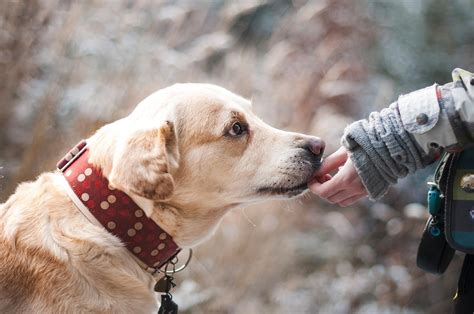 Perros Lloran Al Reencontrarse Con Sus Dueños Revela Estudio