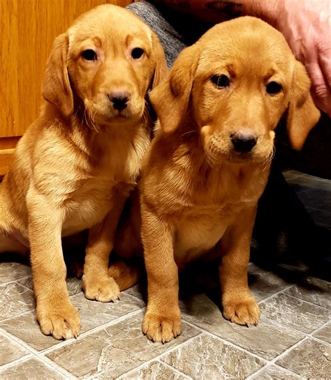 Puppies for sale, and stud dog services from the best black, yellow, and chocolate akc, and ukc, registered labs in the country. Labrador Retriever Puppies For Sale | Freeport, IL #315190