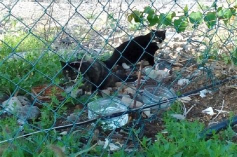 Our Feral Cats And Feeding Stations Change One Life Cat Sanctuary