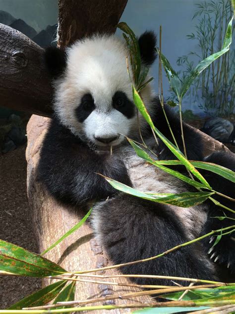 Panda Updates Friday April 14 Zoo Atlanta