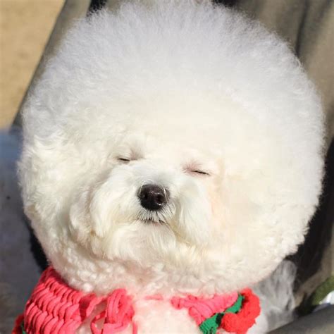 Bichontoriのinstagram写真をチェック いいね！107千件 Bichon Frise Bichon Schattig