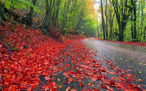 Rainy Autumn Forest Wallpapers 2560 X 1600 Wide Fall Scenery