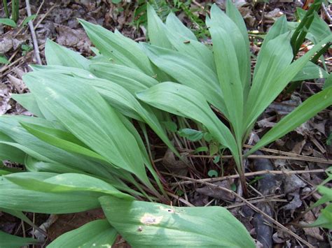 Foraging Finding Wild Plants And Mushrooms In Maine Maine Public