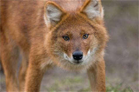 Endangered Species Spotlight Holy Dhole Featured Creature