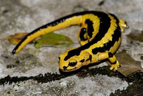 Пятнистая саламандра лат Salamandra salamandra Fotos de animales