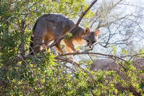 A Fox In A Tree Gray Foxes Are Good Climbers