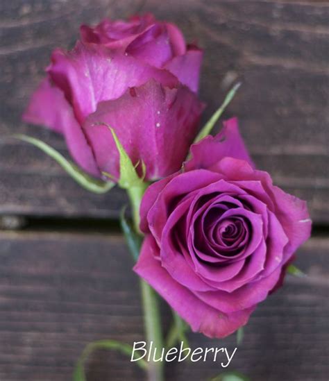 8 Best Popular Lavender Rose Varieties Images On Pinterest Rose