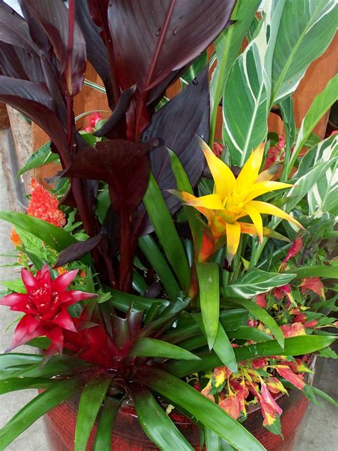 Tropical Plants For Patio Plants Tropical Garden Garden Containers