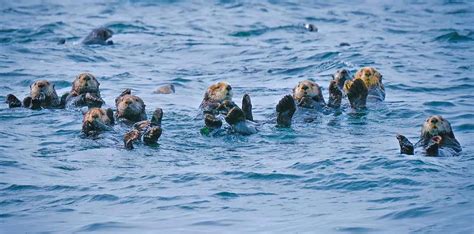 Where do Sea Otters Live?