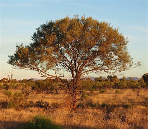 Eastern Australia Mulga Shrublands One Earth