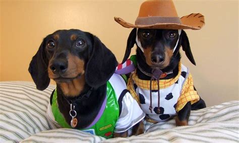 Dachshunds In Costumes In Pictures Dog Halloween Wiener Dog Funny