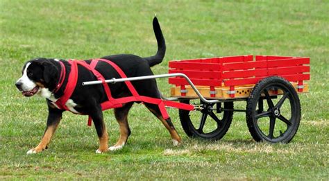 Greater Swiss Mountain Dog Dog Breed Standards