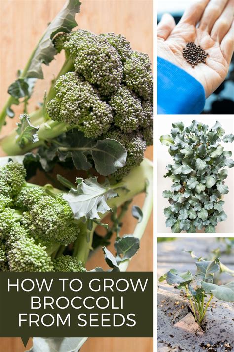 How To Grow Broccoli From Seeds Growing Broccoli