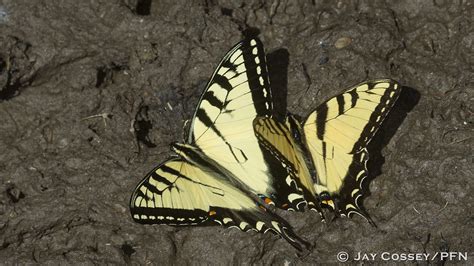 Eastern Tiger Swallowtails Papilio Glaucus Puddling R080 Flickr
