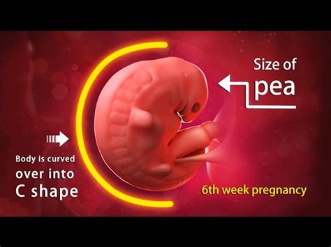 6th Week Pregnancy Baby Development Babypregnancy