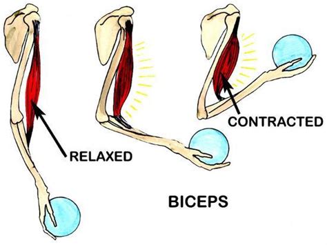 Bones also help your body store ____ such as calcium. 'Biceps Muscle Movement Arm Lifting' Photographic Print ...