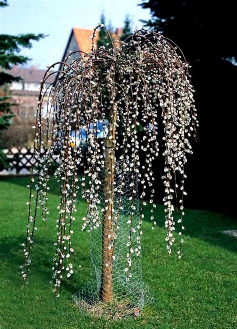 Dwarf Weeping Willow Tree 130 Cm Tall Seedling In The Pot • £999 Saules Qui Pleurent