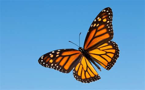 Blue Monarch Butterfly Aesthetic Aesthetic Butterfly Wallpapers Top