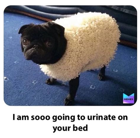 14 Funny Pug Memes To Make Your Day Better Petpress